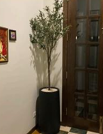 Heaven gray stone with olive tree