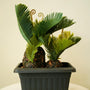 Realistic decorative planter