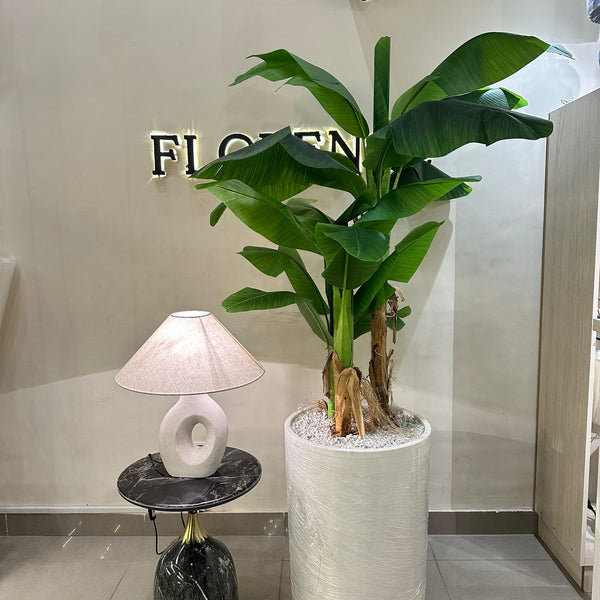 Heaven white stone with banana palm large