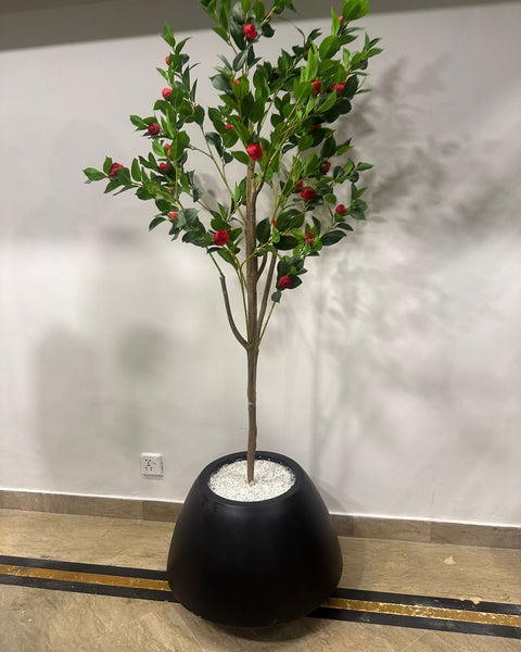 Zenith black grp with red rose plant