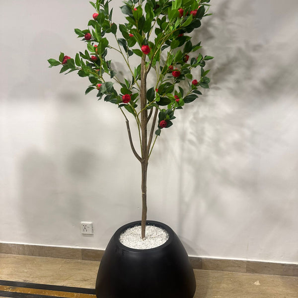 Zenith black grp with red rose plant
