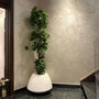 Zenith white stone with olive tree
