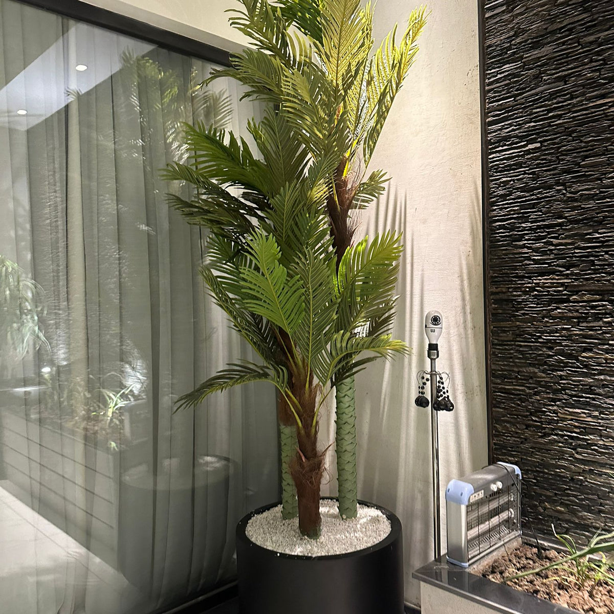 Large chinese palm tree with black grp