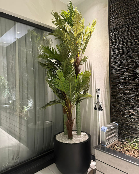 Large chinese palm tree with black grp