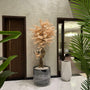 Peach blossom tree with black grp
