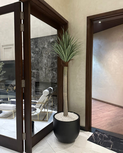 Palm tree with black grp