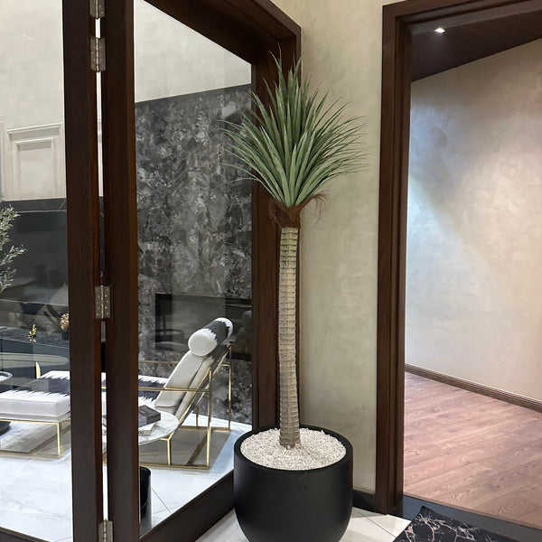 Palm tree with black grp