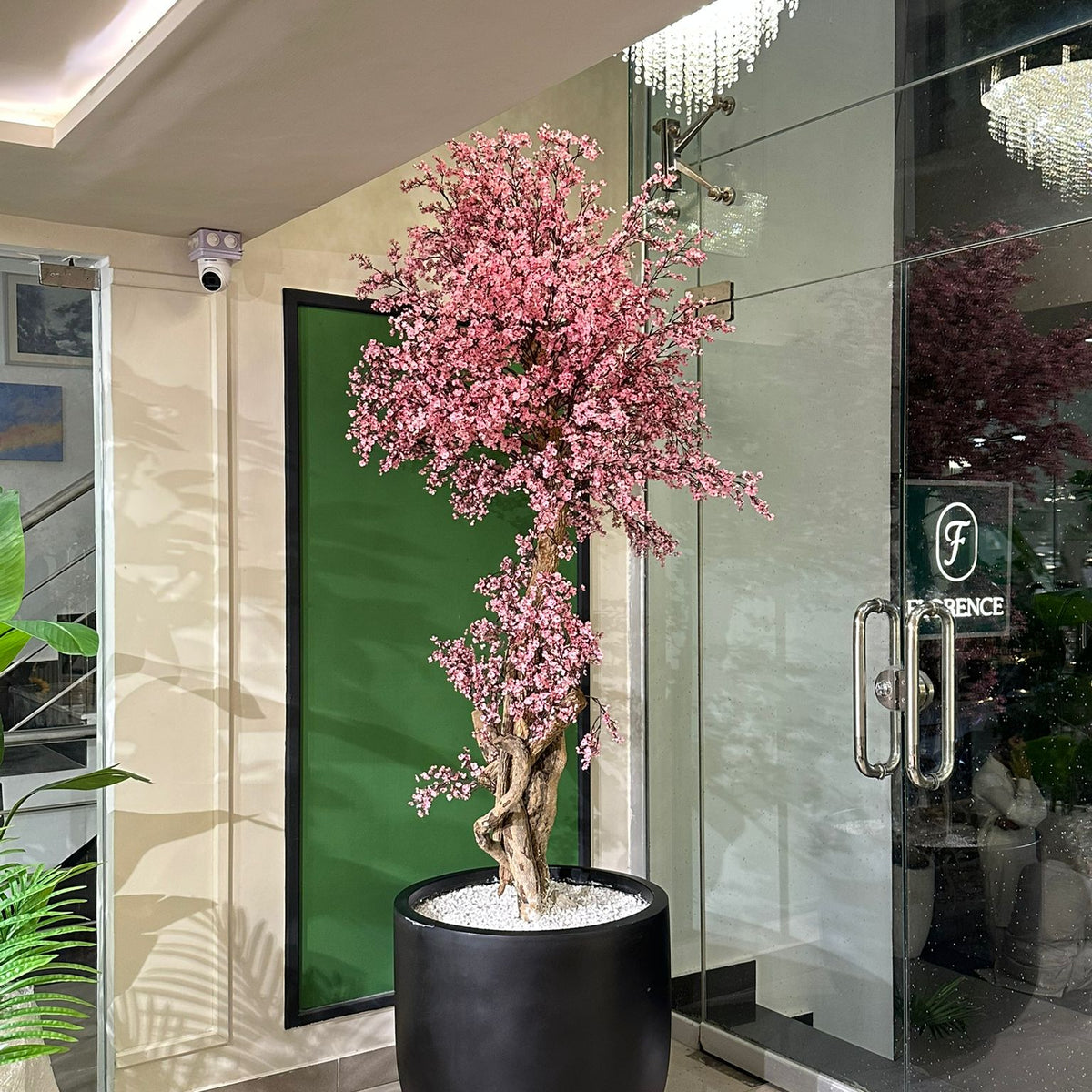 Pink cherry blossom with black grp large