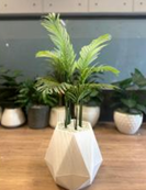 Diamond white stone small with areeka tree