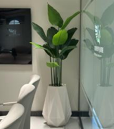 Diamond white stone with banana plant