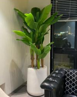 Heaven white stone with banana palm large