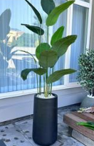 Heaven black grp with banana tree