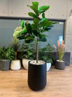 Heaven black grp with fiddle tree