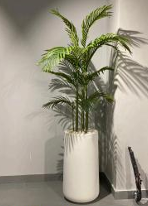 Heaven white stone medium with areeka plant