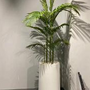 Heaven white stone medium with areeka plant